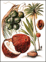 Tropical Oils Europe Ltd