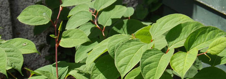 Knotweed Control Ireland Image