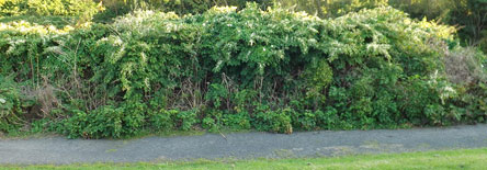 Knotweed Control Ireland Image