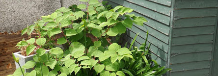 Knotweed Control Ireland Image